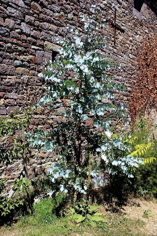 eucalyptus cineraria