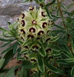 Euphorbia 'Bellenau'