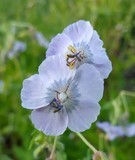 geranium phaeum waterers blue