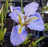 iris unguicularis