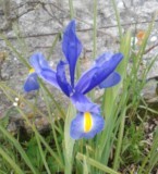 Iris x hollandica 