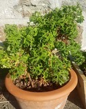 Pelargonium 'Crispy'