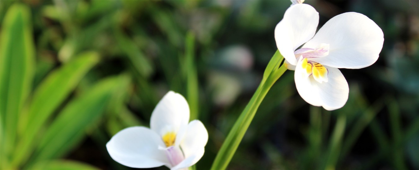 DIPLLARHENA MORAEA.JPG