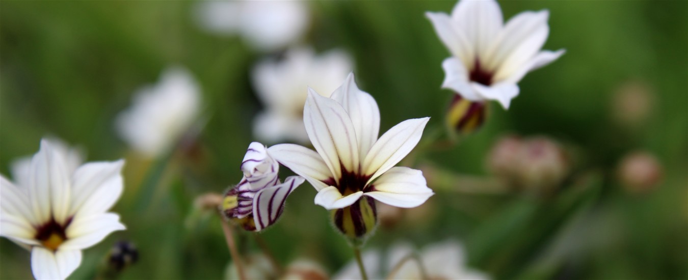 sisyrinchium depauperatum