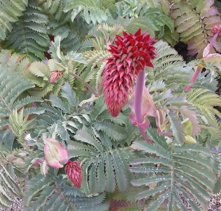 melianthus major
