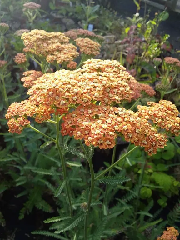 Achillea inca gold