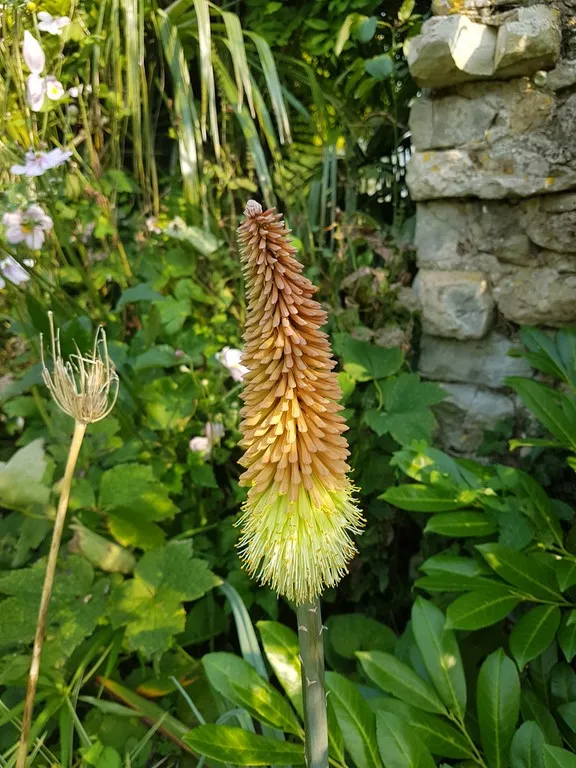 Knifophia caulescens