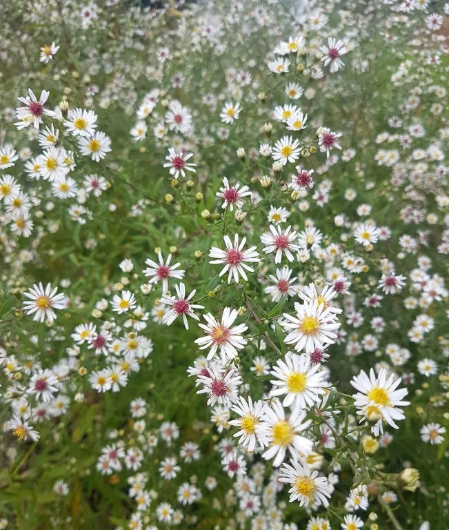 Aster lateriflorus 