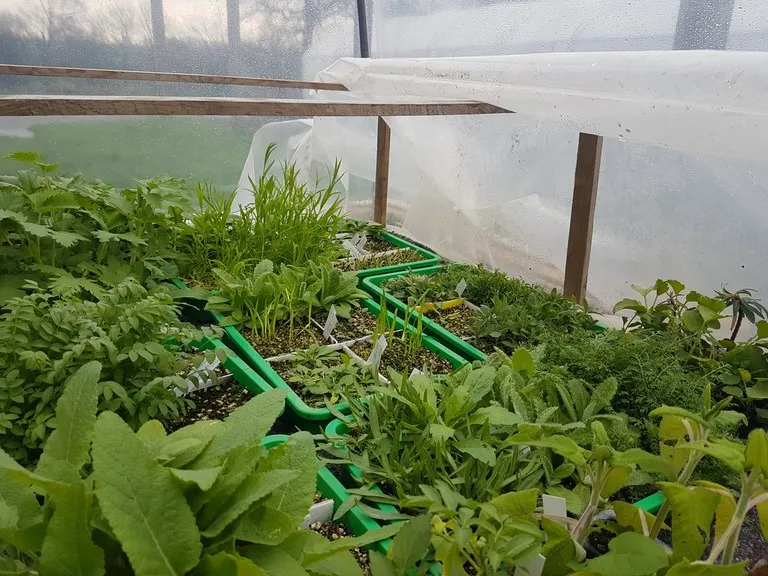 pépinière de la petite foulerie