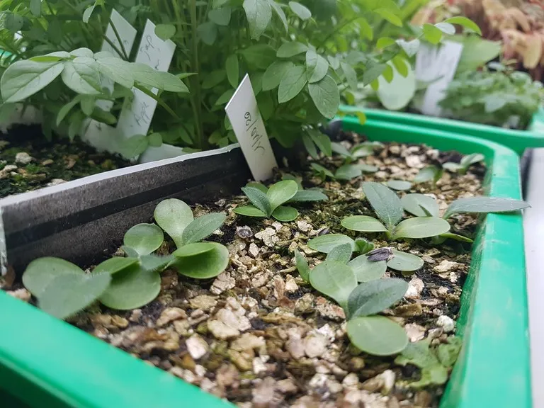 pepinière de la petite foulerie