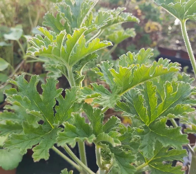 pelargonium graveolens