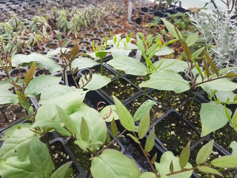 pepinière de la petite foulerie