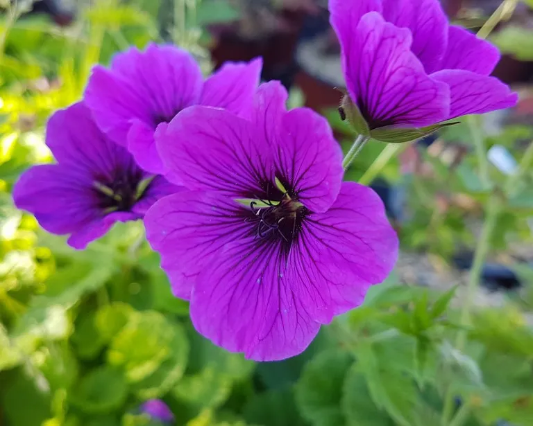 geranium psilostemon 'Ivan'