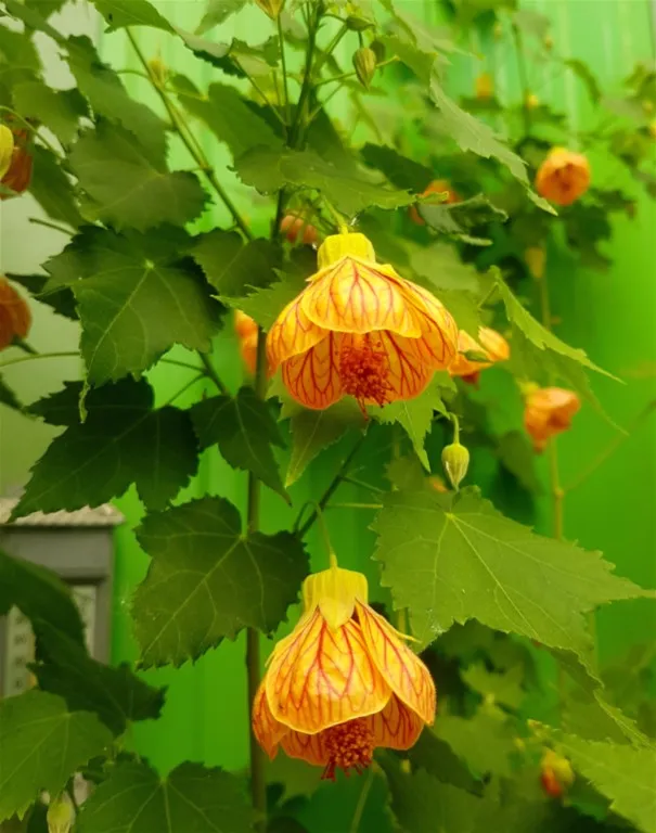 Abutilon pictum