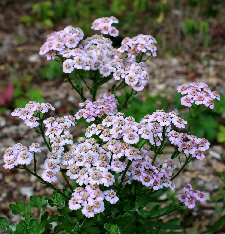 Achillea Love Parade