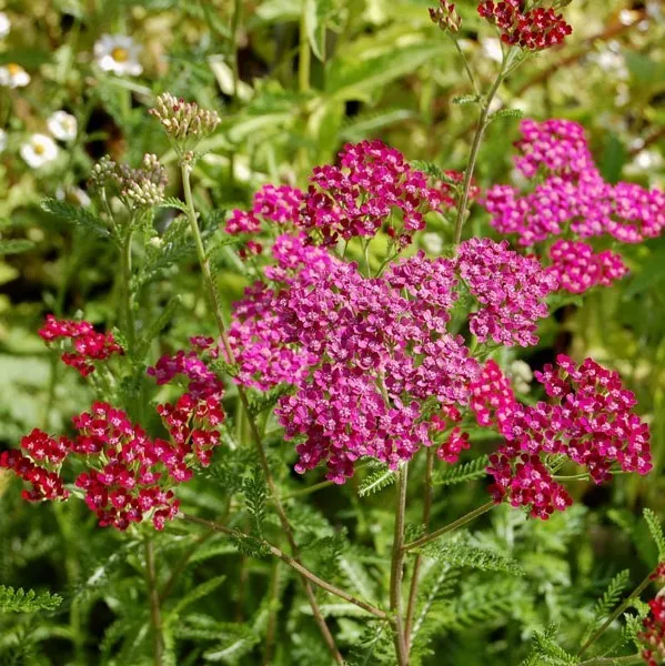 achillea cassis