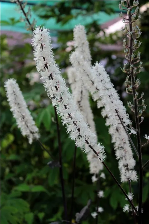 Actaea Brunette
