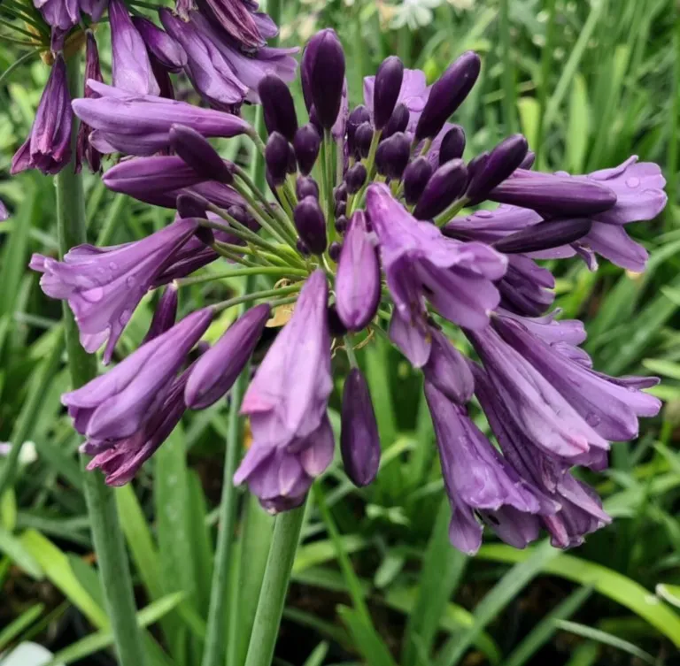 agapanthus