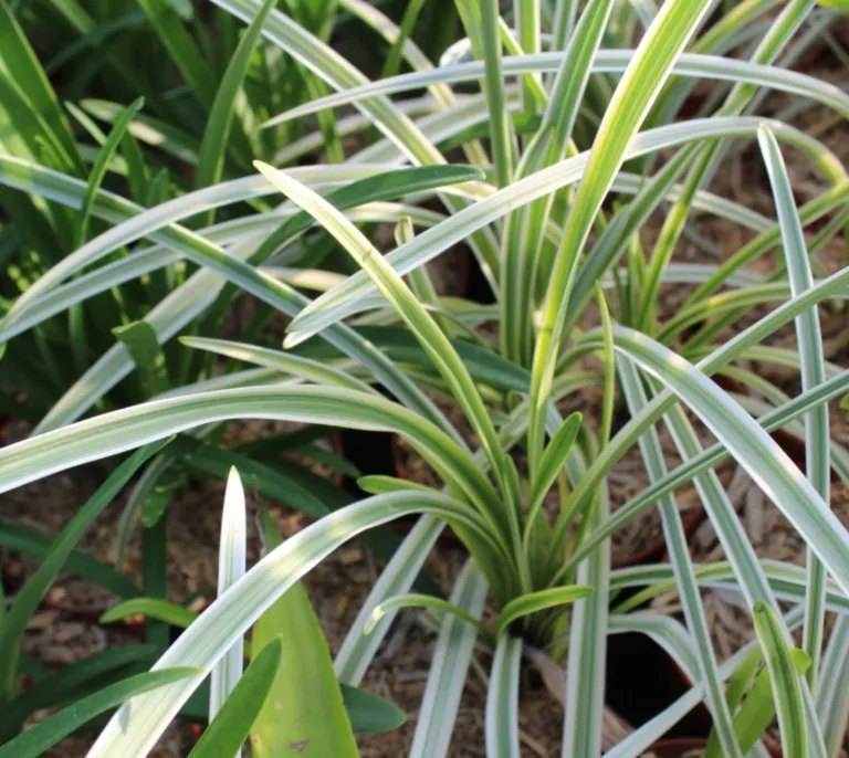 Agapanthus 'Silver Moon'