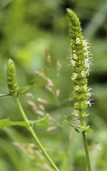 Agastache sp