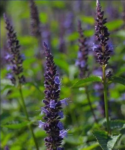 Agastache