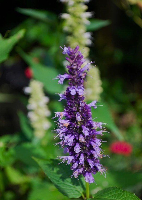 Agastache