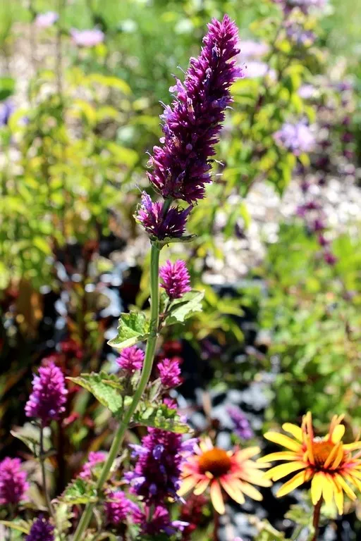 Agastache 'Globetrotter'