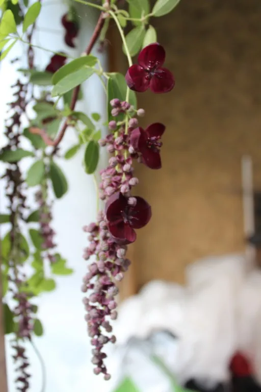 akebia longeracemosa