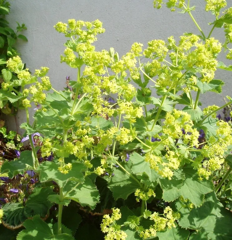 alchemilla