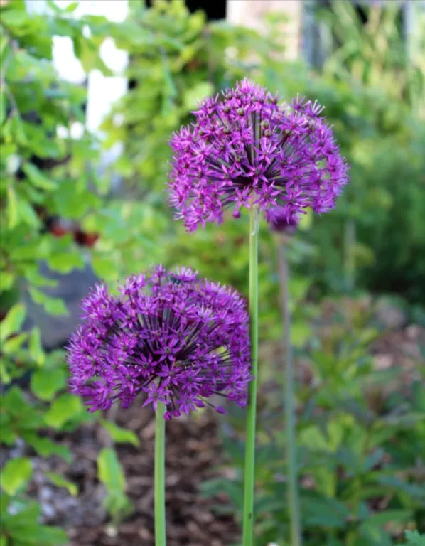 Allium 'Purple Sensation'