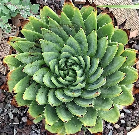 Aloe polyphylla  