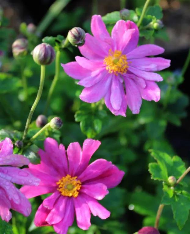 Anemone 'Pamina'