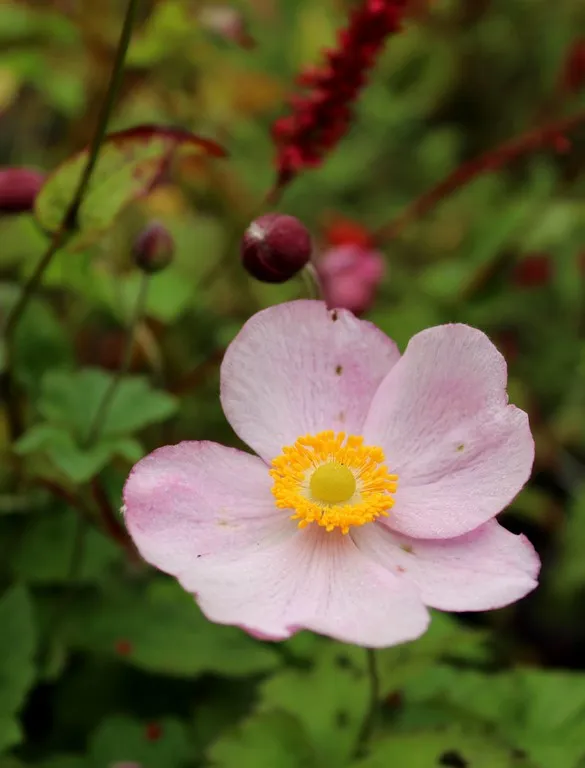 anemone september charm