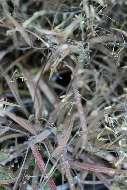 Arthropodium candidum purpureum