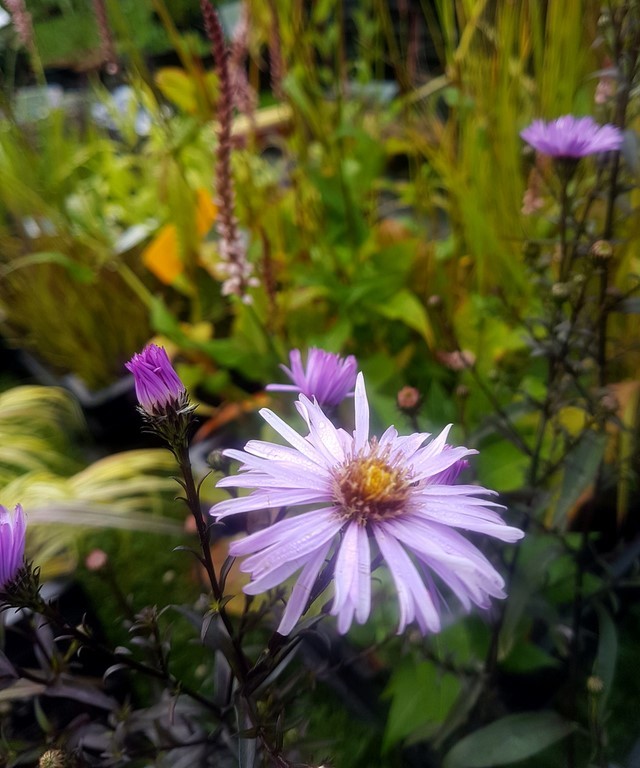 Aster Glow in the dark