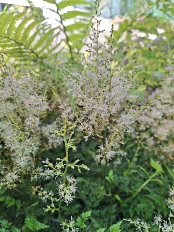 Astilbe japonica 'Happy Spirit'