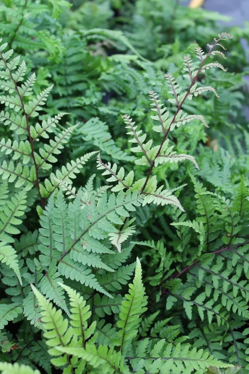 Athyrium otophorum 'Okanum'