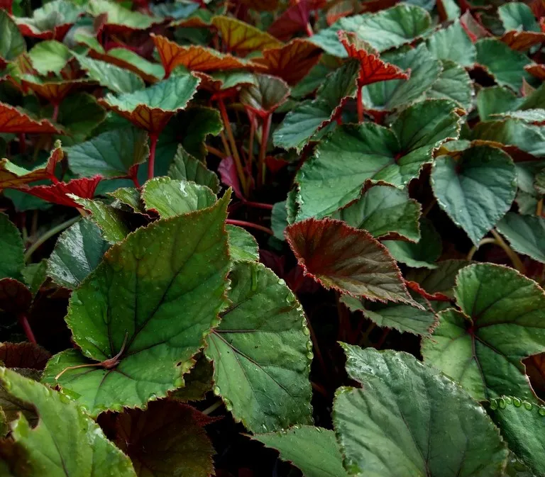 Begonia grandis claret jug