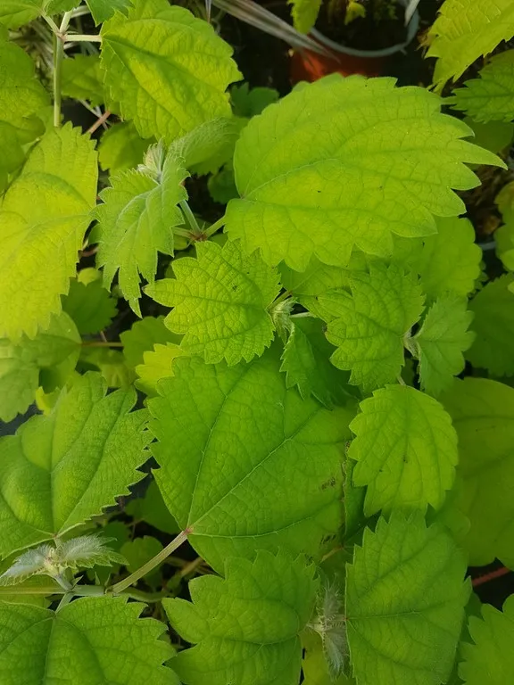 boehmeria platanifolia