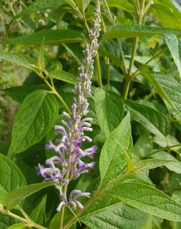 Buddleja curviflora