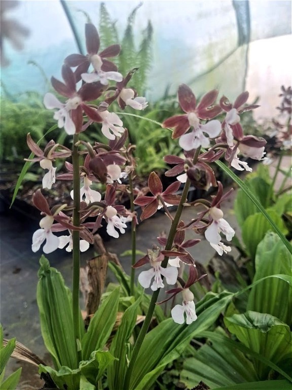 Calanthe discolor