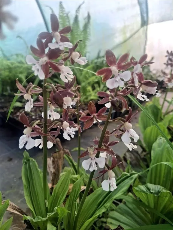Calanthe discolor