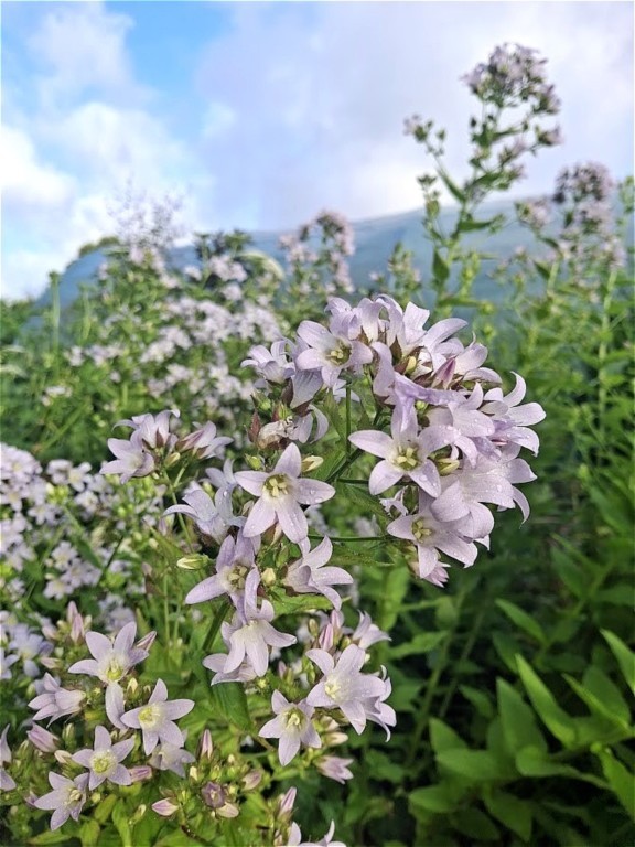Campanula lactiflora 'Prichard's variety'