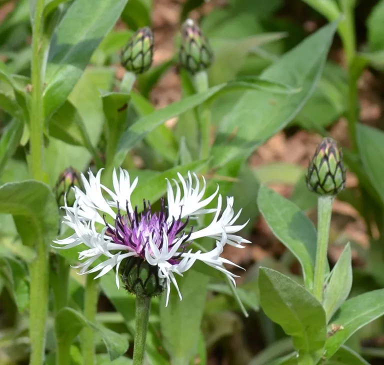 Centaurea montana 'Purple heart'