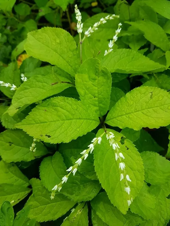 Chloranthus oldhamii