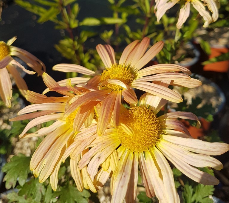 chrysanthemum Mary Stocker