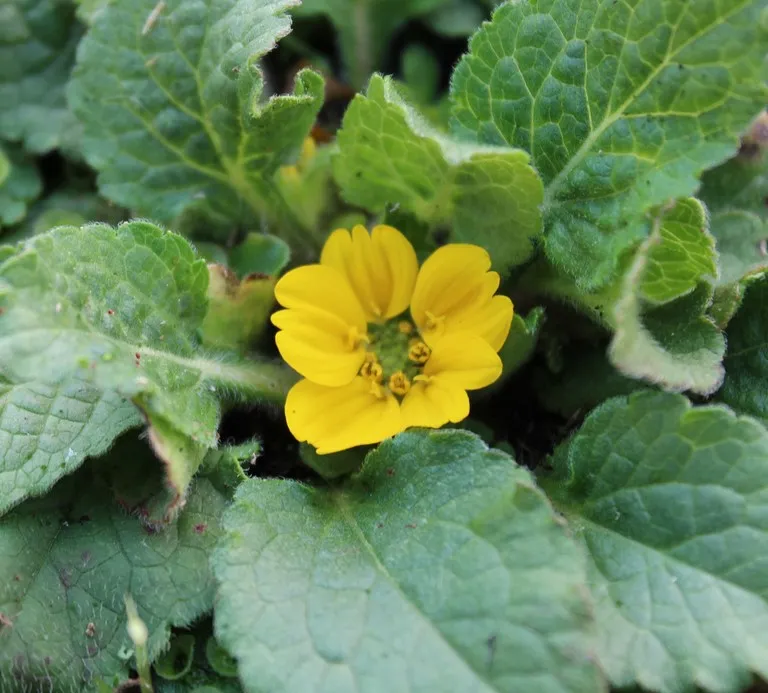 Chrysogonum 'André Viette'