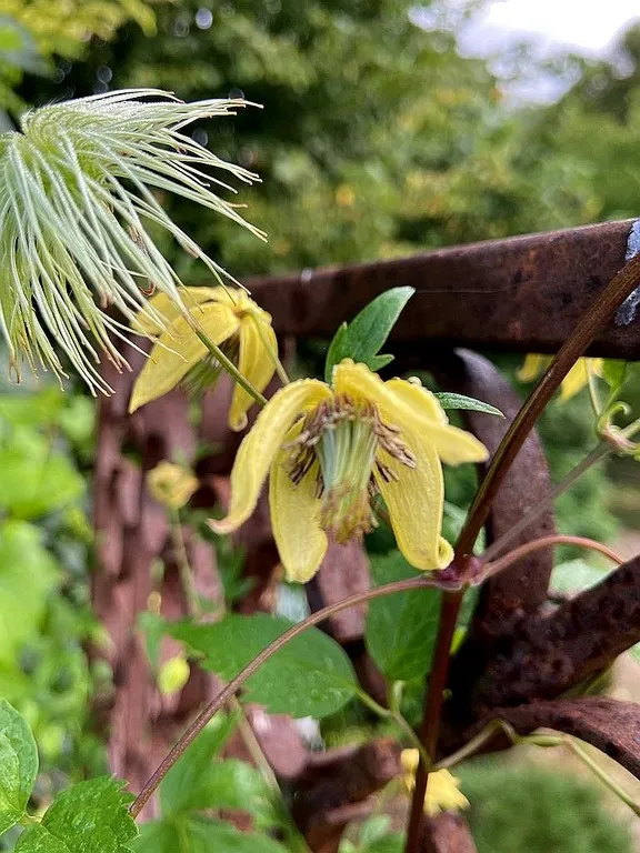 Clematis chiisaensis 'Korean Beauty'