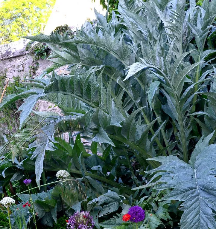 Cynara cardunculus - Cardon