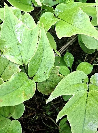 Cyrtomium macrophyllum var. tukusicola